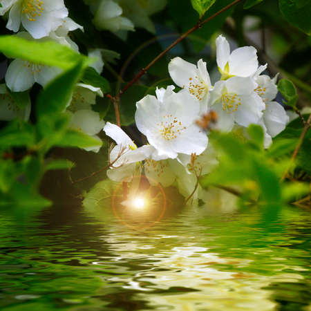 beautiful jasmine flower reflection in water surfaceの写真素材