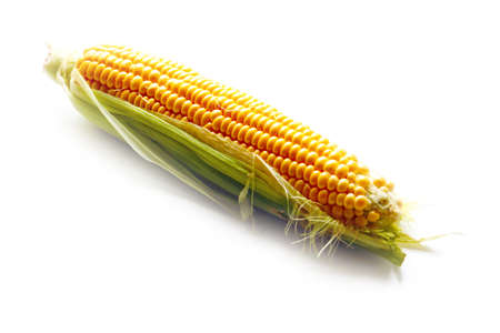 beautiful ripe grain corn on the leaves