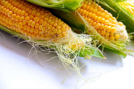 beautiful ripe grain corn on the leaves