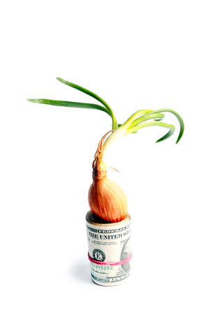 Dollars rolled into a tube and growing onionsの写真素材
