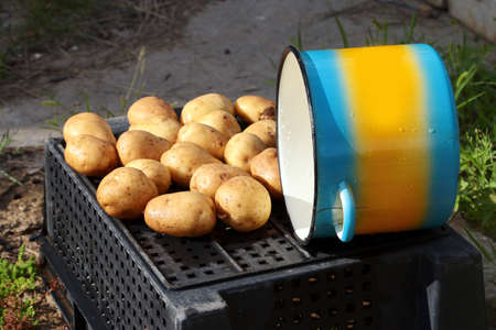 tubers were washed fresh potatoes and a metal panの写真素材