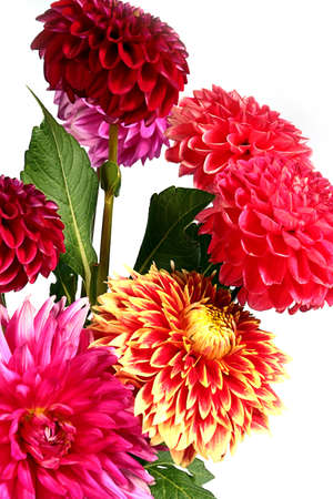 beautiful buds picture garden decorative dahlias flowersの写真素材