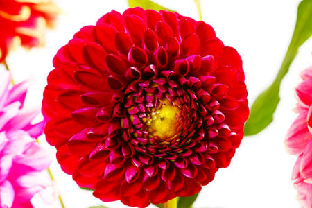 dahlia garden image as an element festive floral arrangementsの写真素材