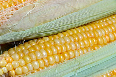 ear of fresh corn as part of the autumn harvest vegetables