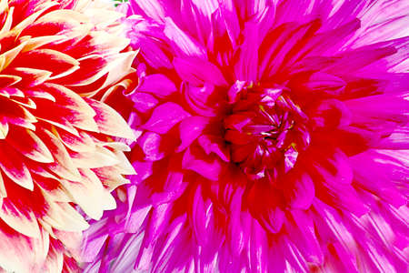 flower beautiful garden gerbera as part of the decorationsの写真素材