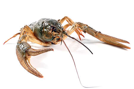 live crayfish fished as a trophy fisherman