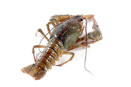 live crayfish fished as a trophy fishermanの写真素材