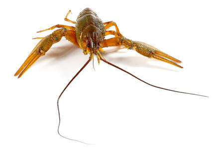 large living crayfish as a trophy sport fishing for food