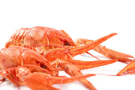 Freshly caught wonderful crayfish boiled for foodの写真素材