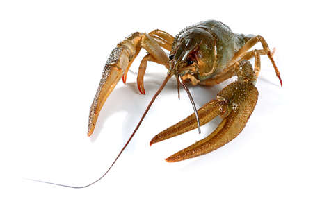 large living crayfish as a fine trophy on sport fishing