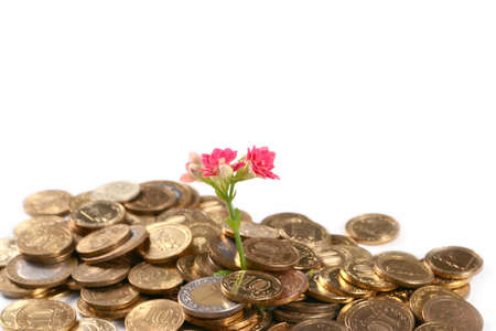 lovely pink decorative flower kalanchoe and a bunch of gold coins Russian moneyの写真素材