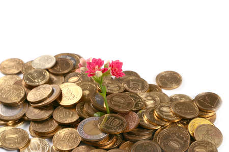 lovely pink decorative flower kalanchoe and a bunch of gold coins Russian moneyの写真素材