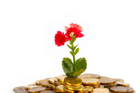 beautiful green sprout and flower on a pile of Russian metal coins of gold colorの写真素材