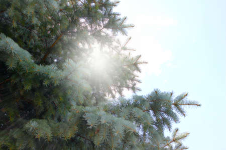 Forest pine with young shoots and sunny bright space around