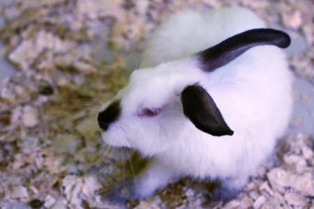 A large decorative furry rabbit in a fox for studyの写真素材