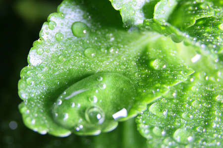 Beautiful drops of morning dew on the green foliage of a young plant on a sunny day