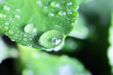 Beautiful drops of morning dew on the green foliage of a young plant on a sunny day