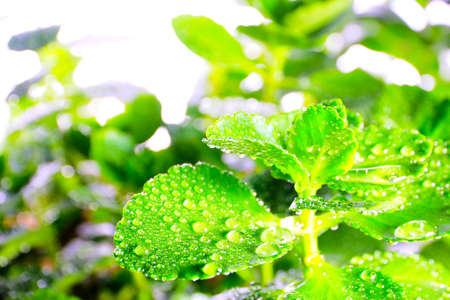 Beautiful drops of morning dew on the green foliage of a young plant on a sunny dayの写真素材