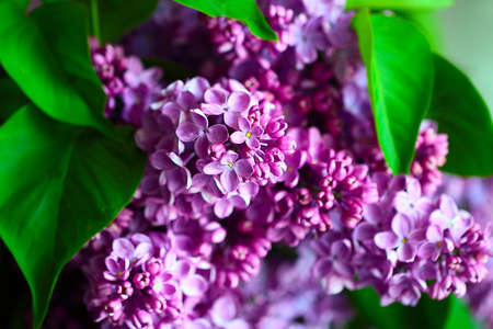 Beautiful bouquets of cut bunches of branches of blooming lilacs as a holiday decorationの写真素材