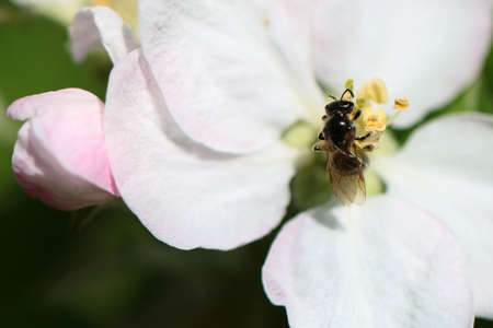 Boiling white flowers tree apple and insect bee as part of the nature of the world