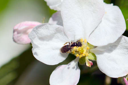Boiling white flowers tree apple and insect bee as part of the nature of the worldの写真素材