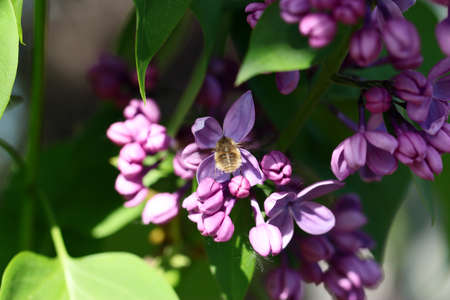 Beautiful flowers of lilac bush on a summer dayの写真素材