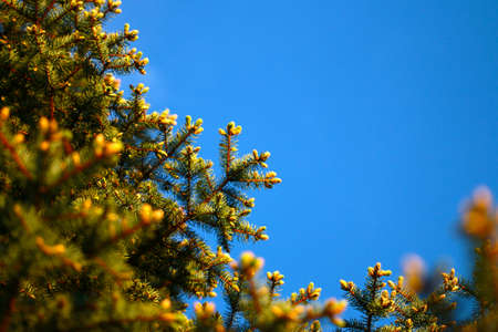 Young green shoots of spruce branches and sunny blue sky
