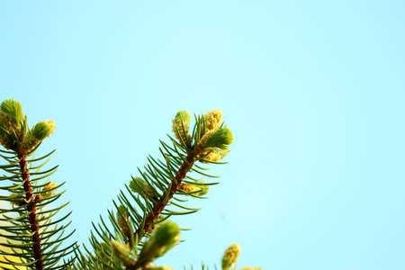 Young green shoots of spruce branches and sunny blue skyの写真素材