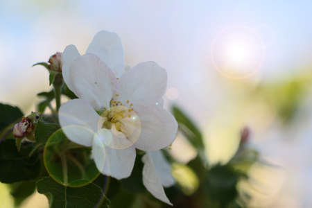White fresh young flowers on the branches of a spring cherry tree in a beautiful sunny dayの写真素材