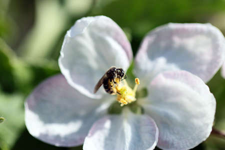 Wild honey bee and a beautiful white-flowered flower on a branch of an apple treeの写真素材