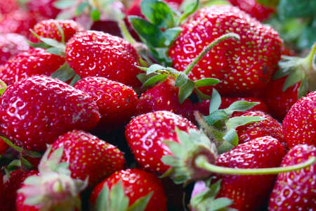 Juicy ripe sweet strawberries as a summer crop