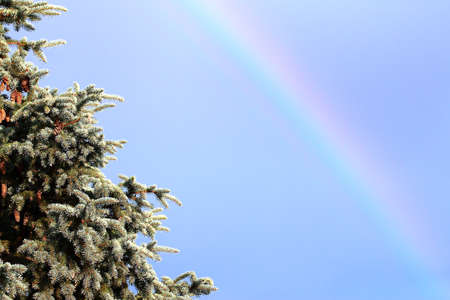 Beautiful pine branches and sunny sky
