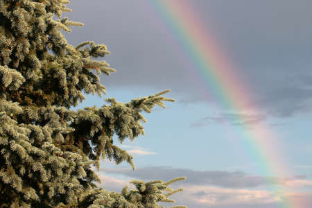 Beautiful fresh green tree spruce branches against the rainbow sky background after rainの写真素材