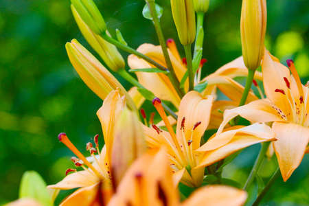 Leaves and buds of a beautiful lily flower in the wildの写真素材