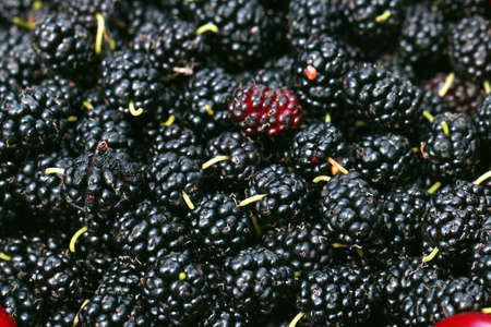 Beautiful ripe berries mulberry and cherry as a harvest of solid treesの写真素材
