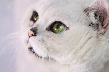 Sad look of a sick old gray pedigreed catの写真素材