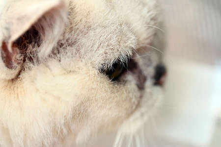 Sad stern look of a thoroughbredの写真素材