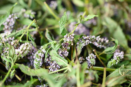 Flowers and stems and peppermint leaves prepared for dryingの写真素材