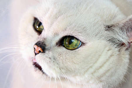 Sad stern look of a thoroughbredの写真素材