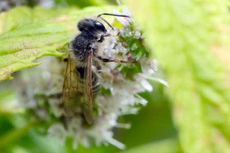 The bee eats nectar from peppermint flowers