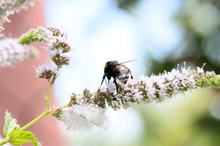 The bee eats nectar from peppermint flowersの写真素材