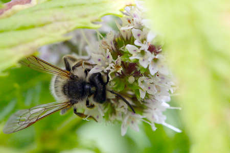 The bee eats nectar from peppermint flowers