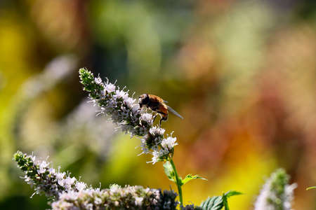 Predatory wild bee eats nectar from flowers of peppermintの写真素材