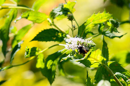 Predatory wild bee eats nectar from flowers of peppermintの写真素材