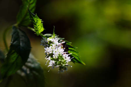 Predatory wild bee eats nectar from flowers of peppermintの写真素材