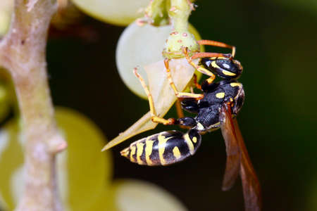 Predatory dangerous wasp