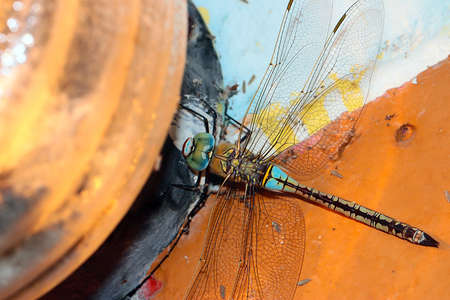 A large predator dragonfly sits on a painted brick wallの写真素材