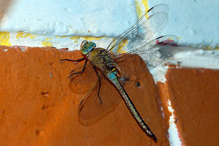 A large predator dragonfly sits on a painted brick wallの写真素材