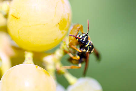 Pest garden hawk predatory wild wasp destroys fruit grapesの写真素材