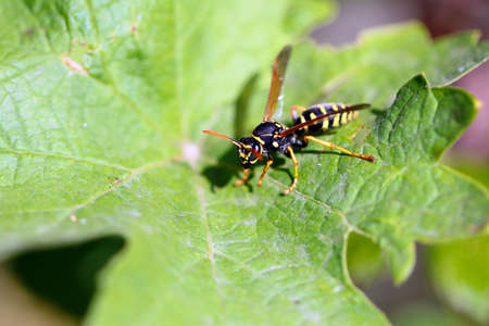 pest of garden grapes